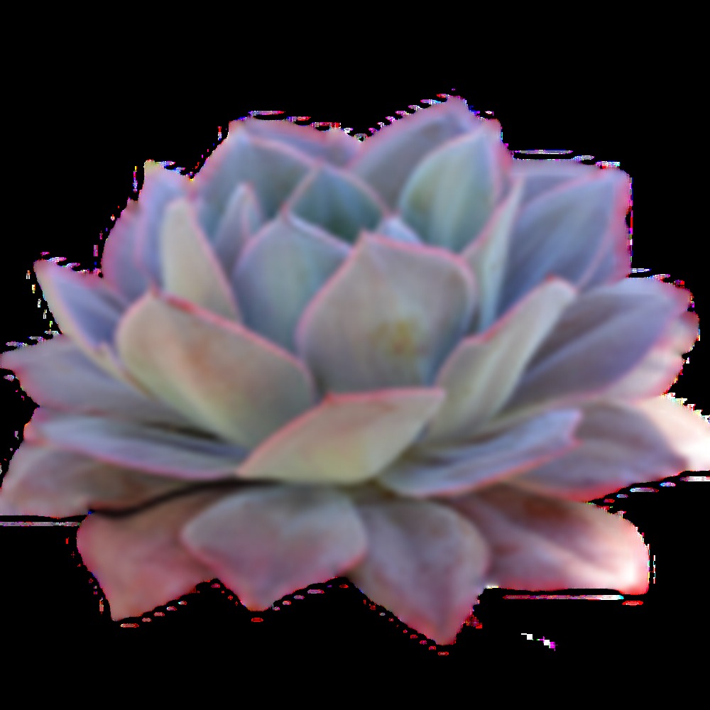 Meet your Posher, Lucy